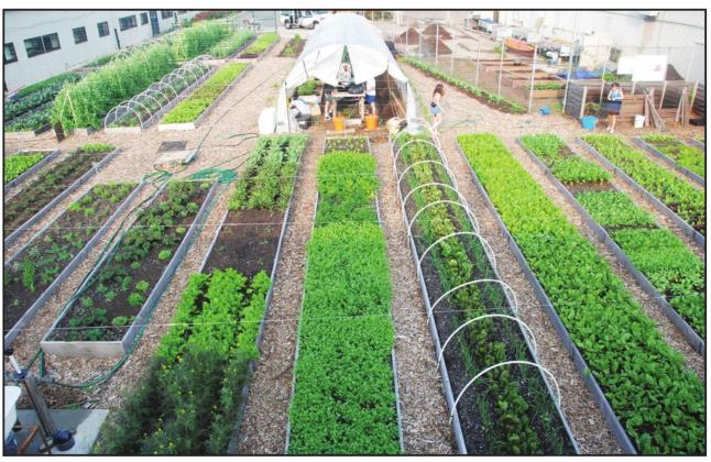photo courtesy urbanvine.com